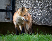 Pensive fox kit