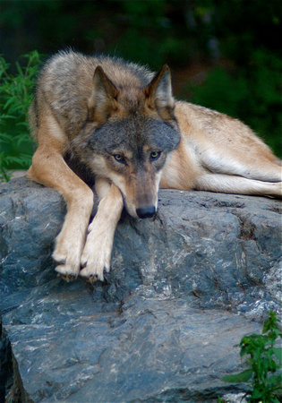 Rock Wolf