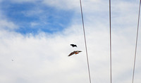 Redtail and crow