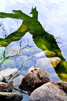 Picnic Point: Window to The Underwater World